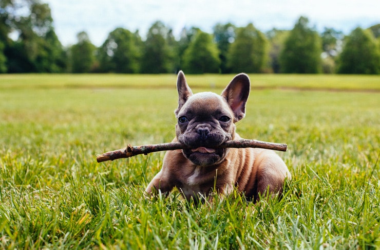 best-dog-parks-sunshine-coast